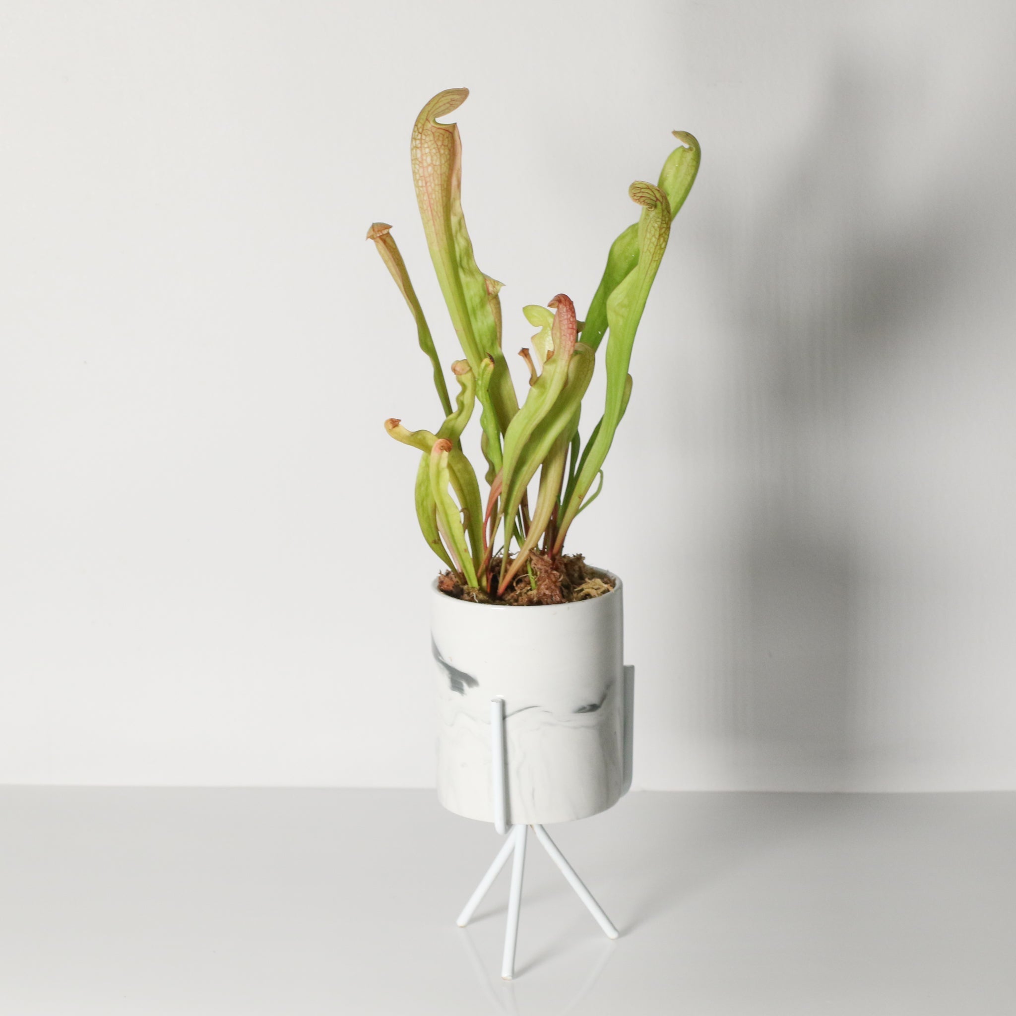 Sarracenia BUG BAT Trumpet Pitcher Carnivorous Plant - Cheeky Garden