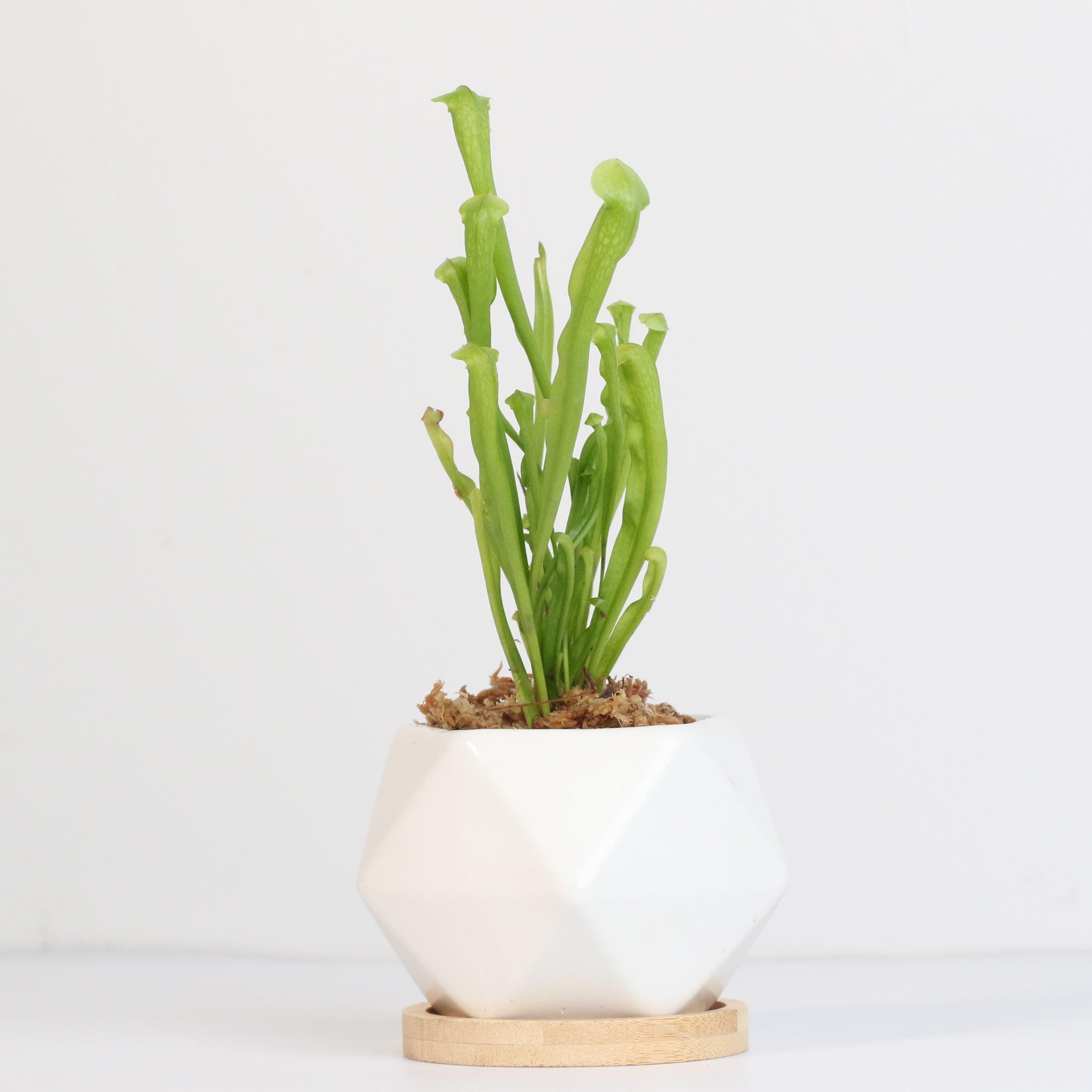 Sarracenia BUG BAT Trumpet Pitcher Carnivorous Plant - Cheeky Garden
