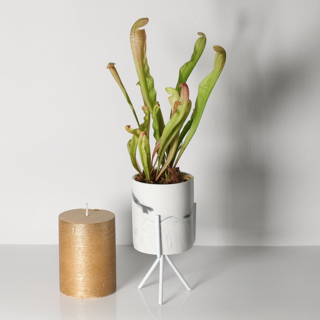 Sarracenia BUG BAT Trumpet Pitcher Carnivorous Plant - Cheeky Garden
