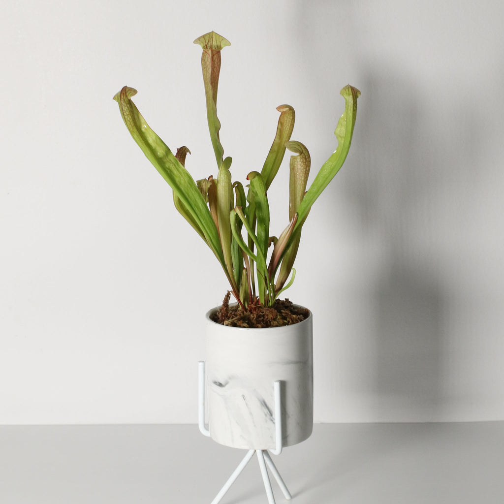 Sarracenia BUG BAT Trumpet Pitcher Carnivorous Plant - Cheeky Garden