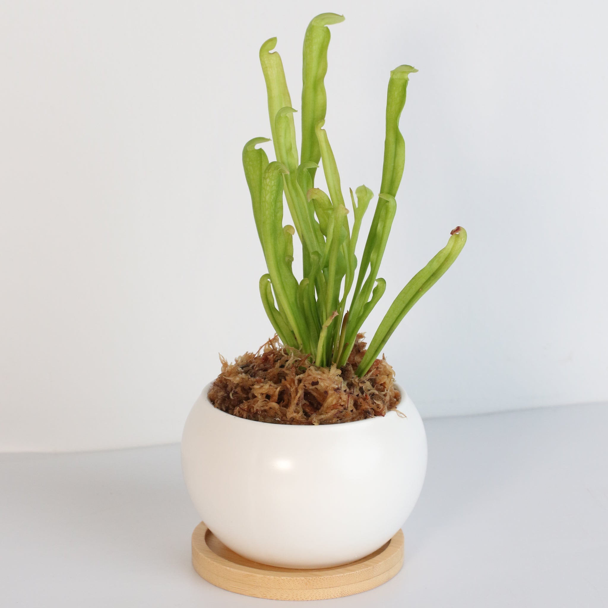 Sarracenia BUG BAT Trumpet Pitcher Carnivorous Plant - Cheeky Garden