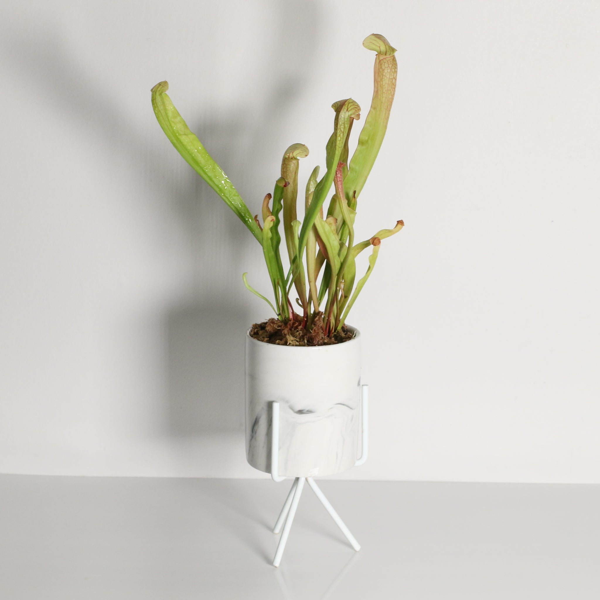 Sarracenia BUG BAT Trumpet Pitcher Carnivorous Plant - Cheeky Garden