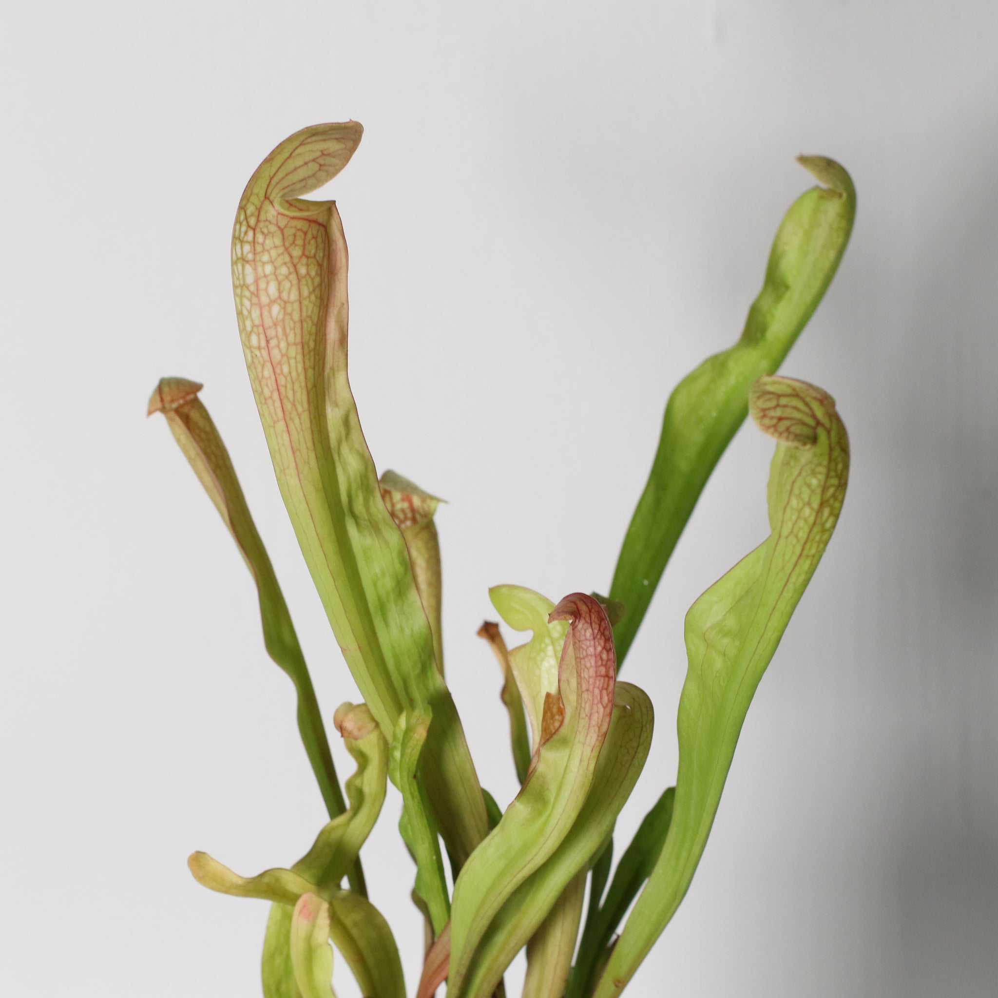 Sarracenia BUG BAT Trumpet Pitcher Carnivorous Plant - Cheeky Garden