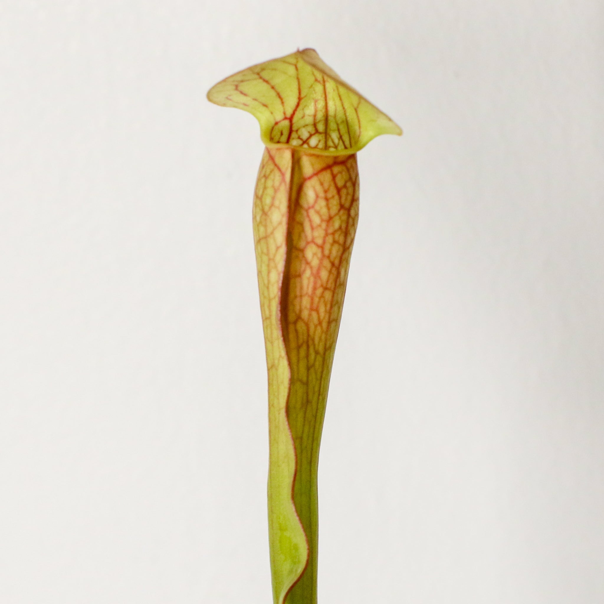 Sarracenia BUG BAT Trumpet Pitcher Carnivorous Plant - Cheeky Garden