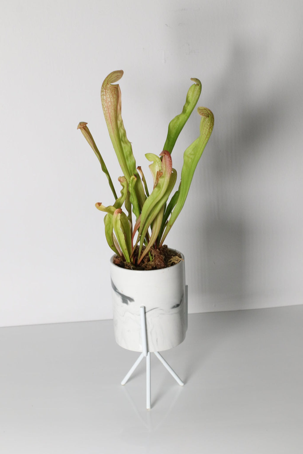Sarracenia BUG BAT Trumpet Pitcher Carnivorous Plant - Cheeky Garden