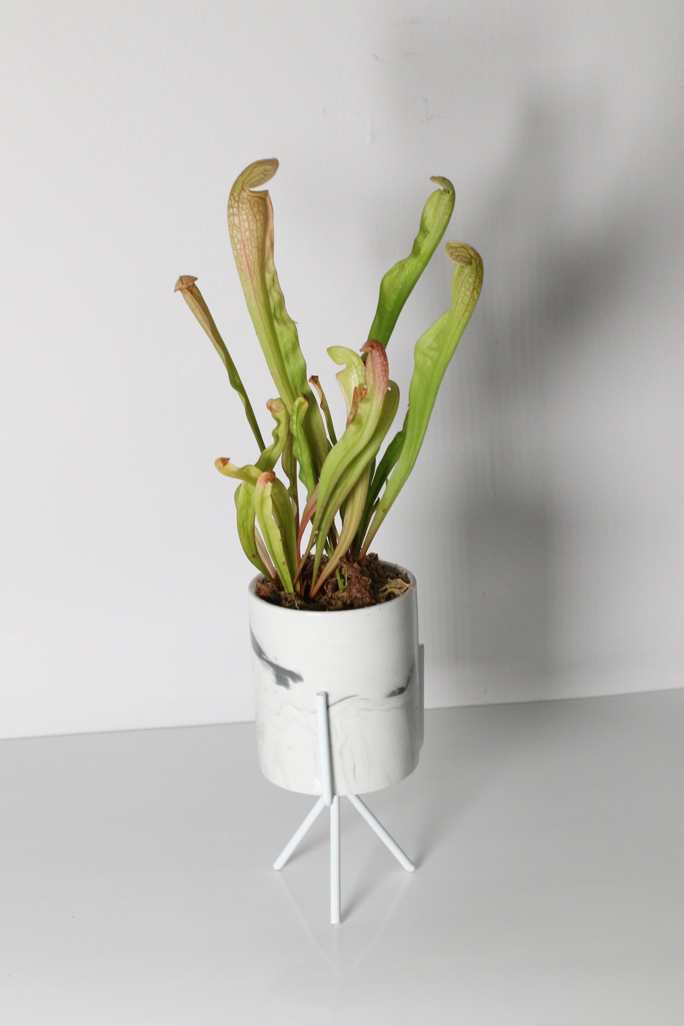 Sarracenia BUG BAT Trumpet Pitcher Carnivorous Plant - Cheeky Garden