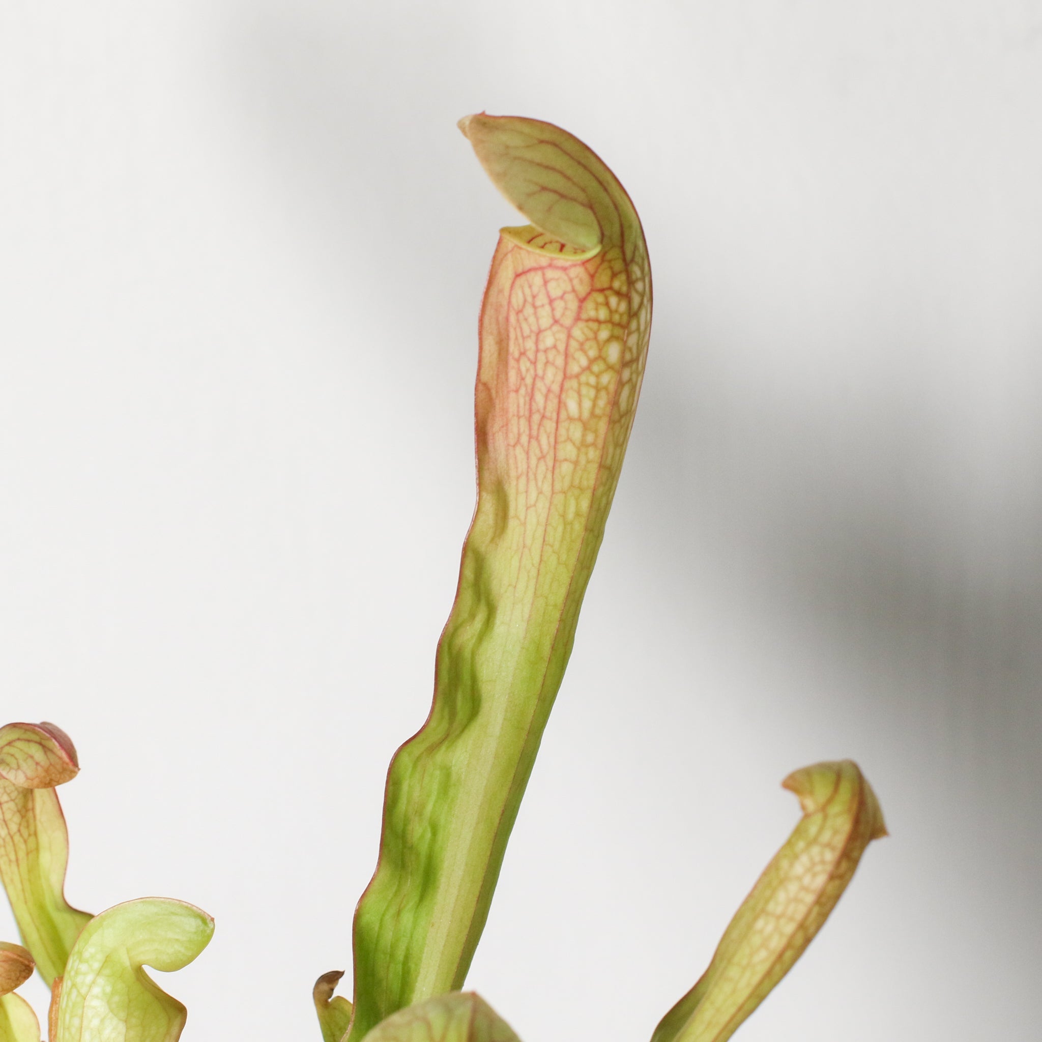 Sarracenia BUG BAT Trumpet Pitcher Carnivorous Plant - Cheeky Garden
