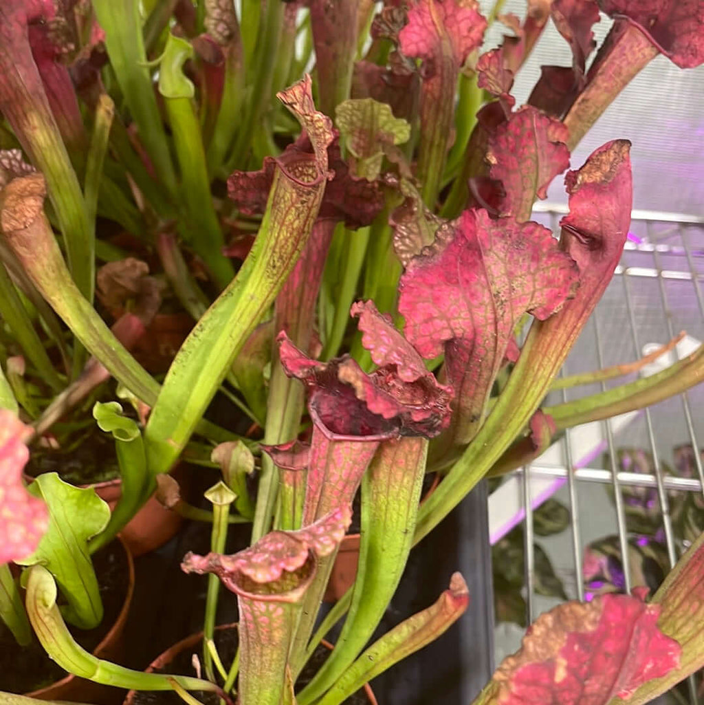 Sarracenia BUG BAT Trumpet Pitcher Carnivorous Plant - Cheeky Garden