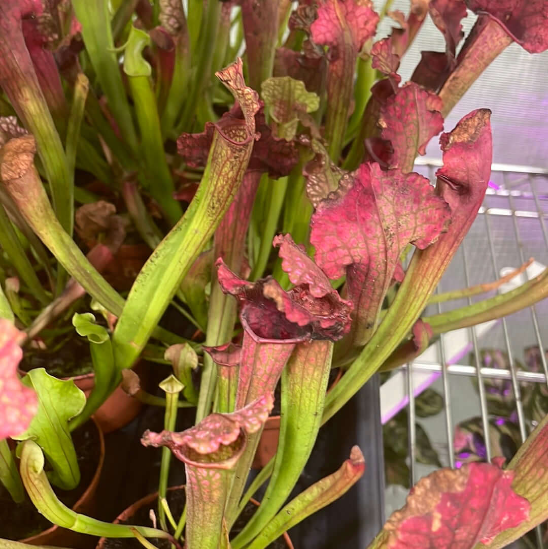 Sarracenia BUG BAT Trumpet Pitcher Carnivorous Plant - Cheeky Garden