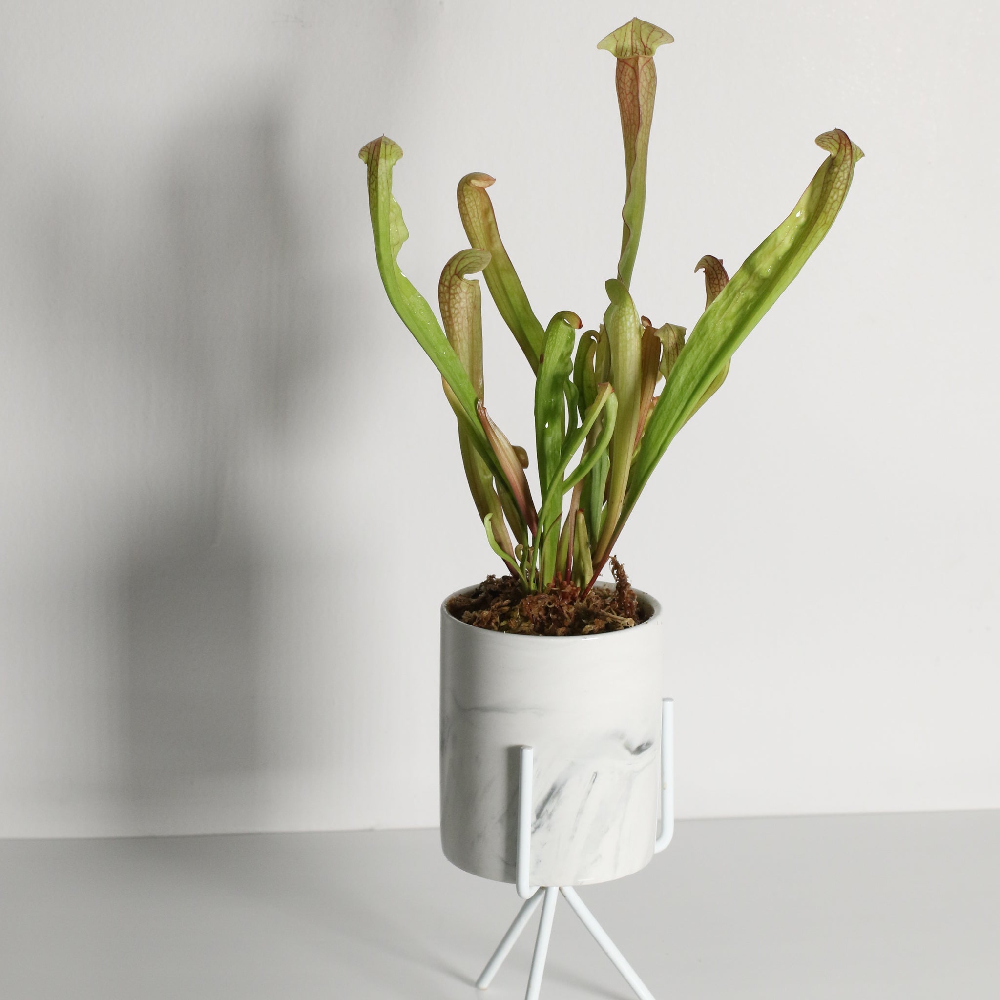 Sarracenia BUG BAT Trumpet Pitcher Carnivorous Plant - Cheeky Garden