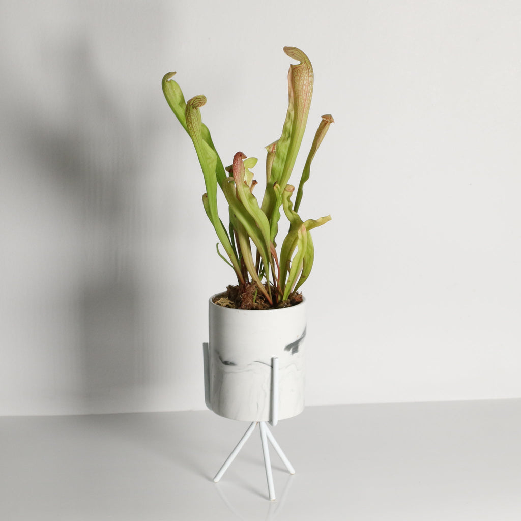 Sarracenia BUG BAT Trumpet Pitcher Carnivorous Plant - Cheeky Garden