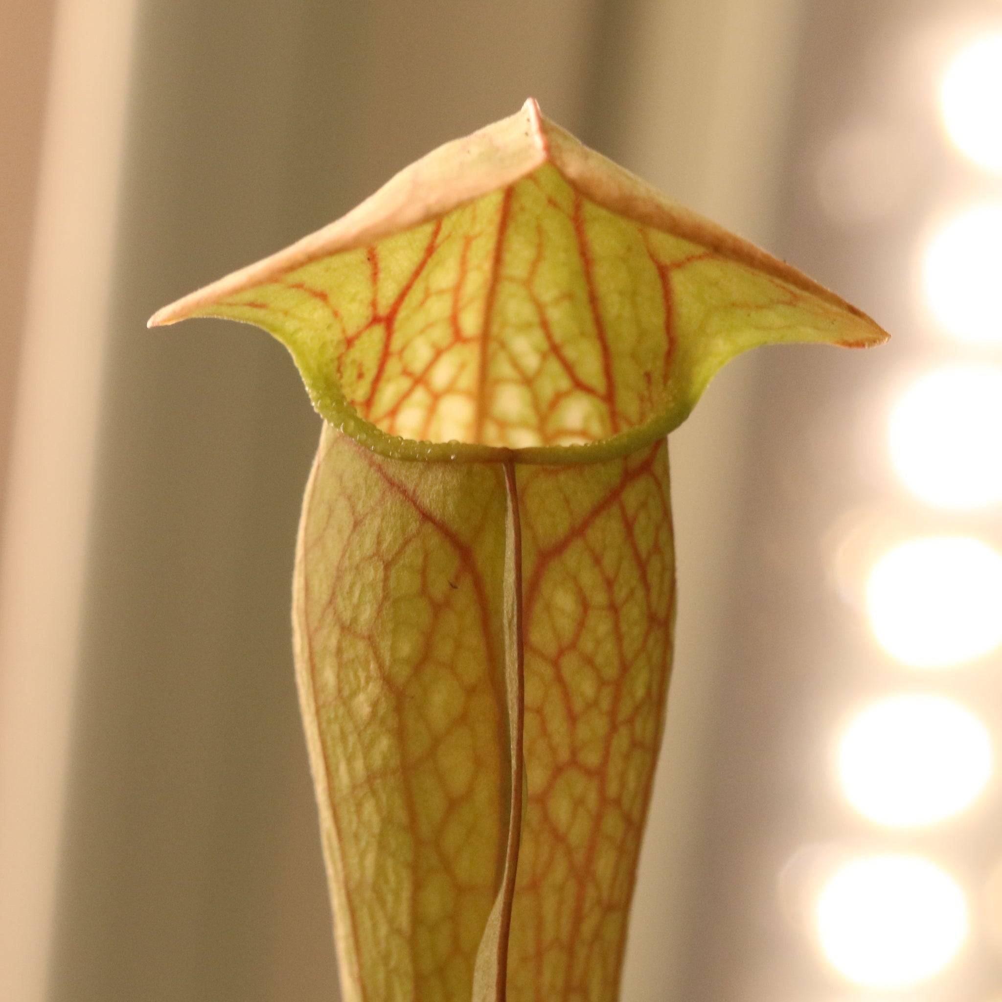 Sarracenia BUG BAT Trumpet Pitcher Carnivorous Plant - Cheeky Garden