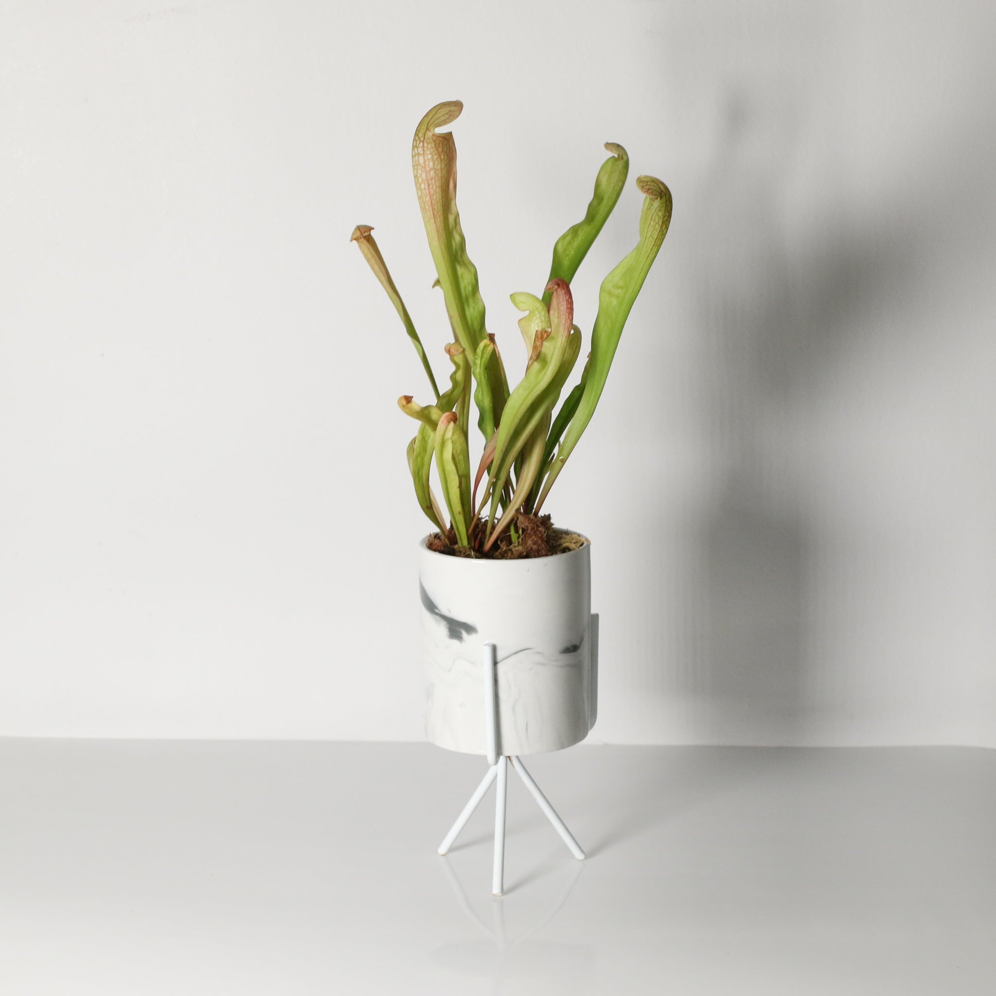Sarracenia BUG BAT Trumpet Pitcher Carnivorous Plant - Cheeky Garden