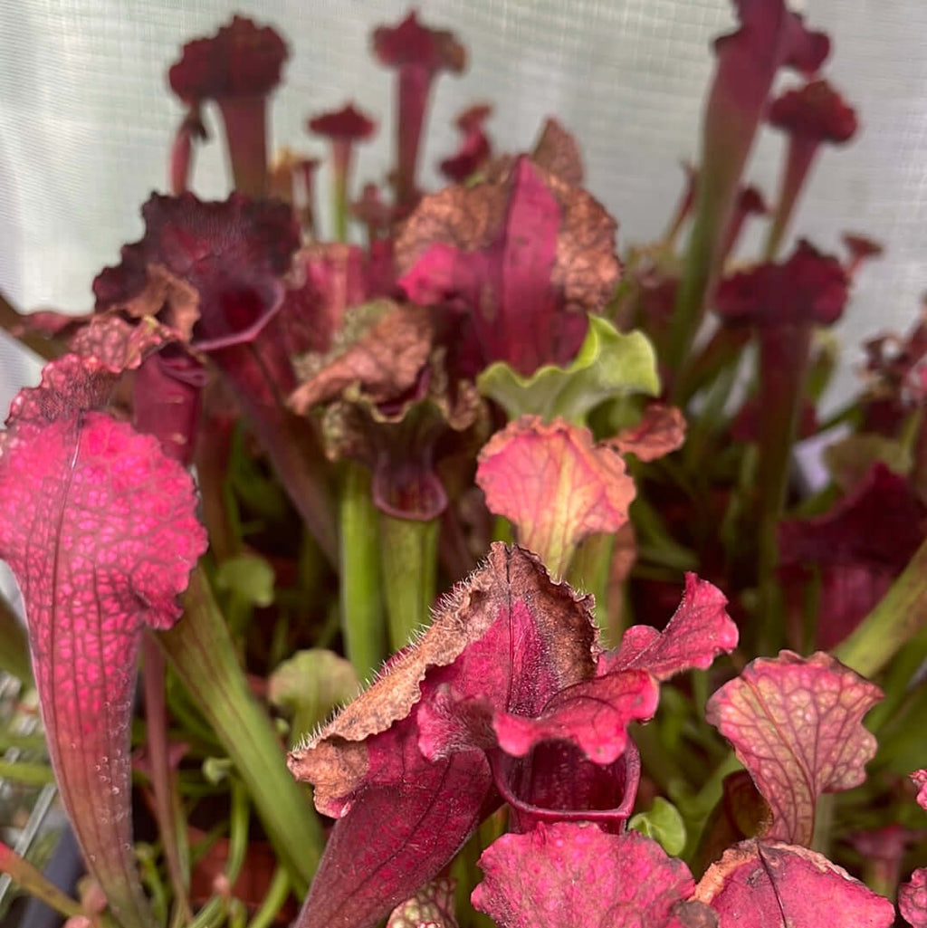 Sarracenia BUG BAT Trumpet Pitcher Carnivorous Plant - Cheeky Garden