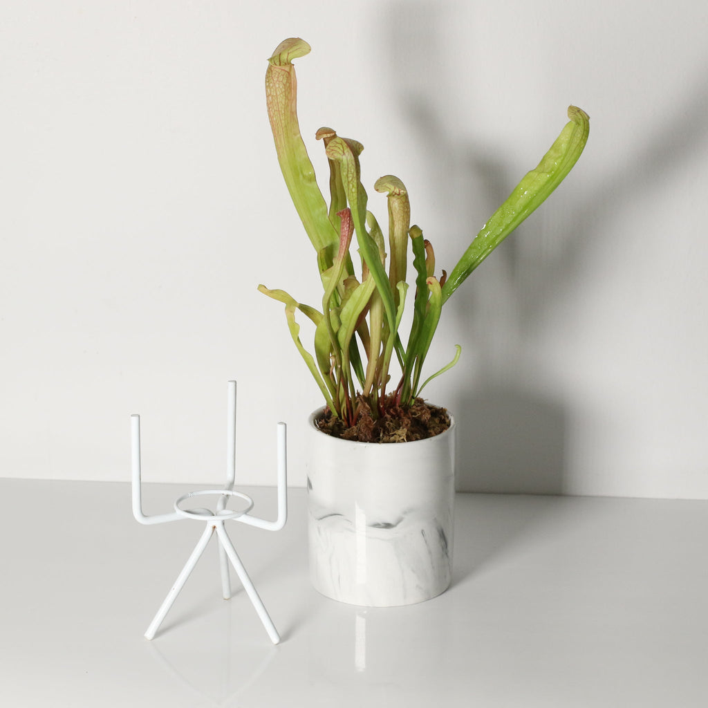 Sarracenia BUG BAT Trumpet Pitcher Carnivorous Plant - Cheeky Garden