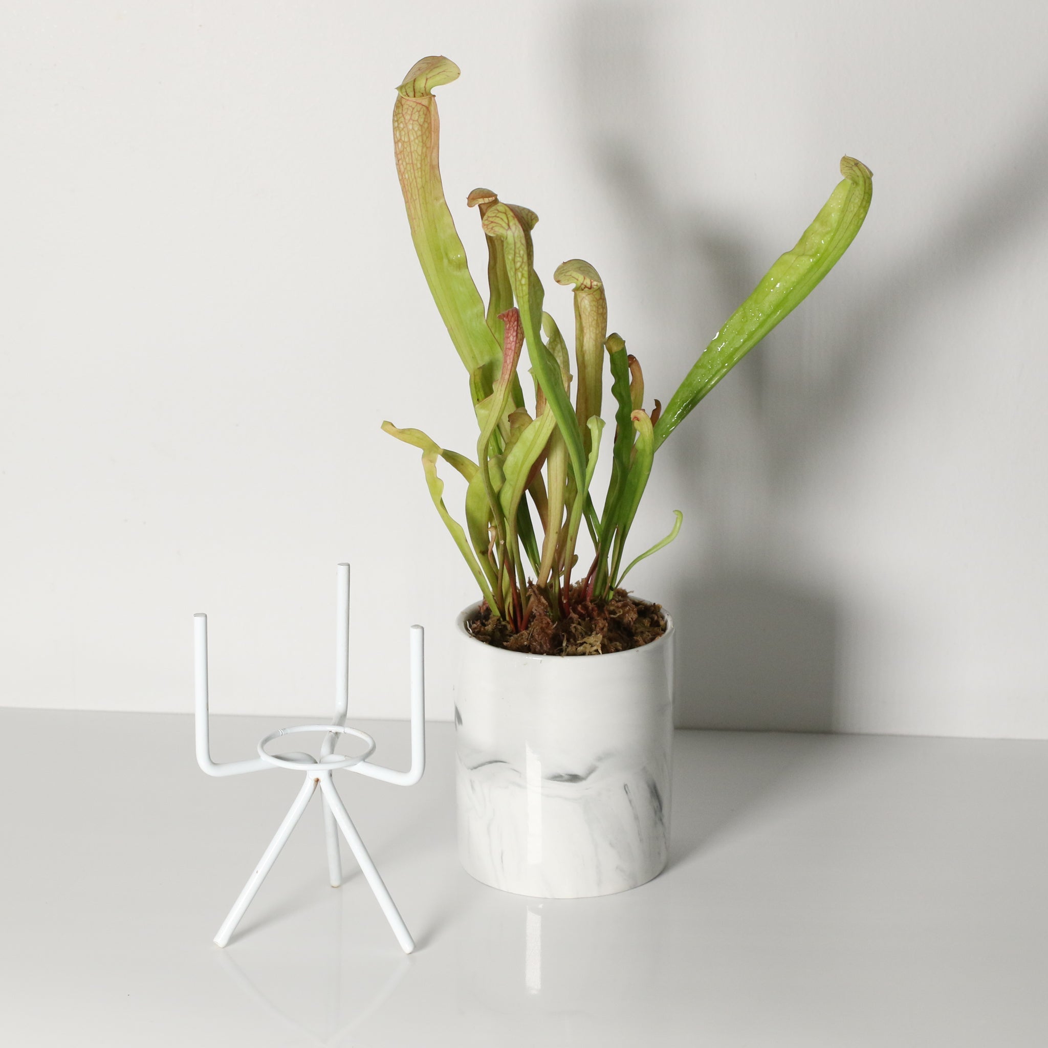 Sarracenia BUG BAT Trumpet Pitcher Carnivorous Plant - Cheeky Garden