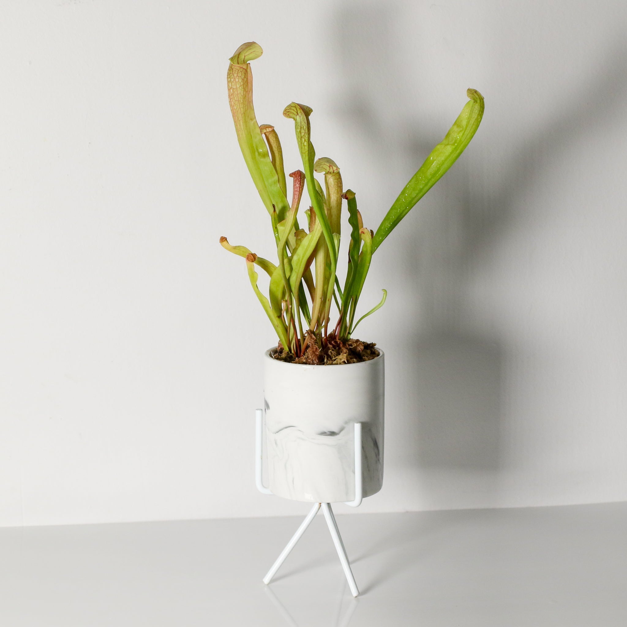 Sarracenia BUG BAT Trumpet Pitcher Carnivorous Plant - Cheeky Garden