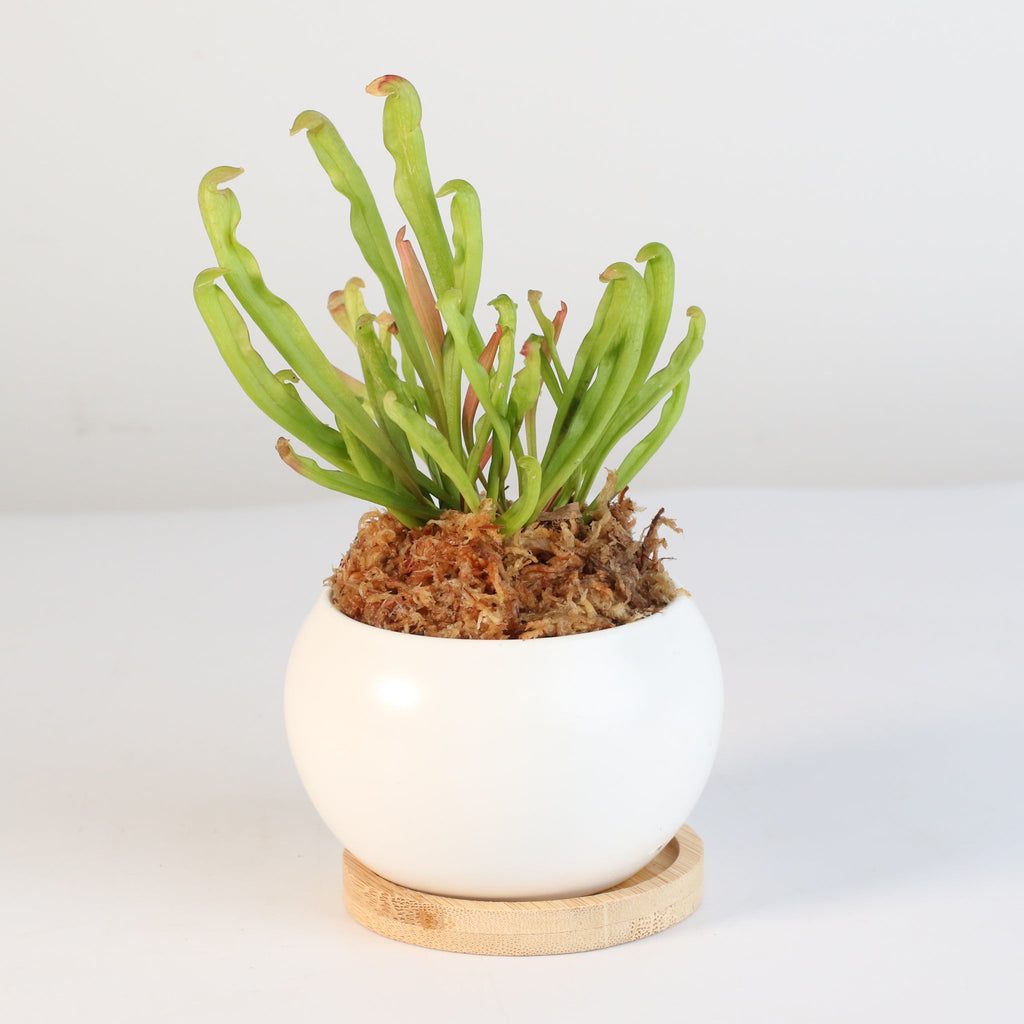 Sarracenia BUG BAT Trumpet Pitcher Carnivorous Plant - Cheeky Garden