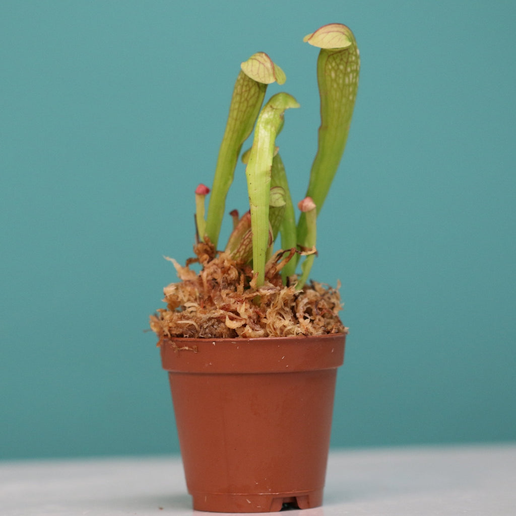Sarracenia BUG BAT Trumpet Pitcher Carnivorous Plant - Cheeky Garden