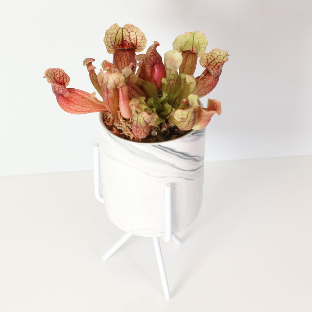 Sarracenia Purpurea ‘Venosa Red’ Trumpet Pitcher Carnivorous Plant - Cheeky Garden