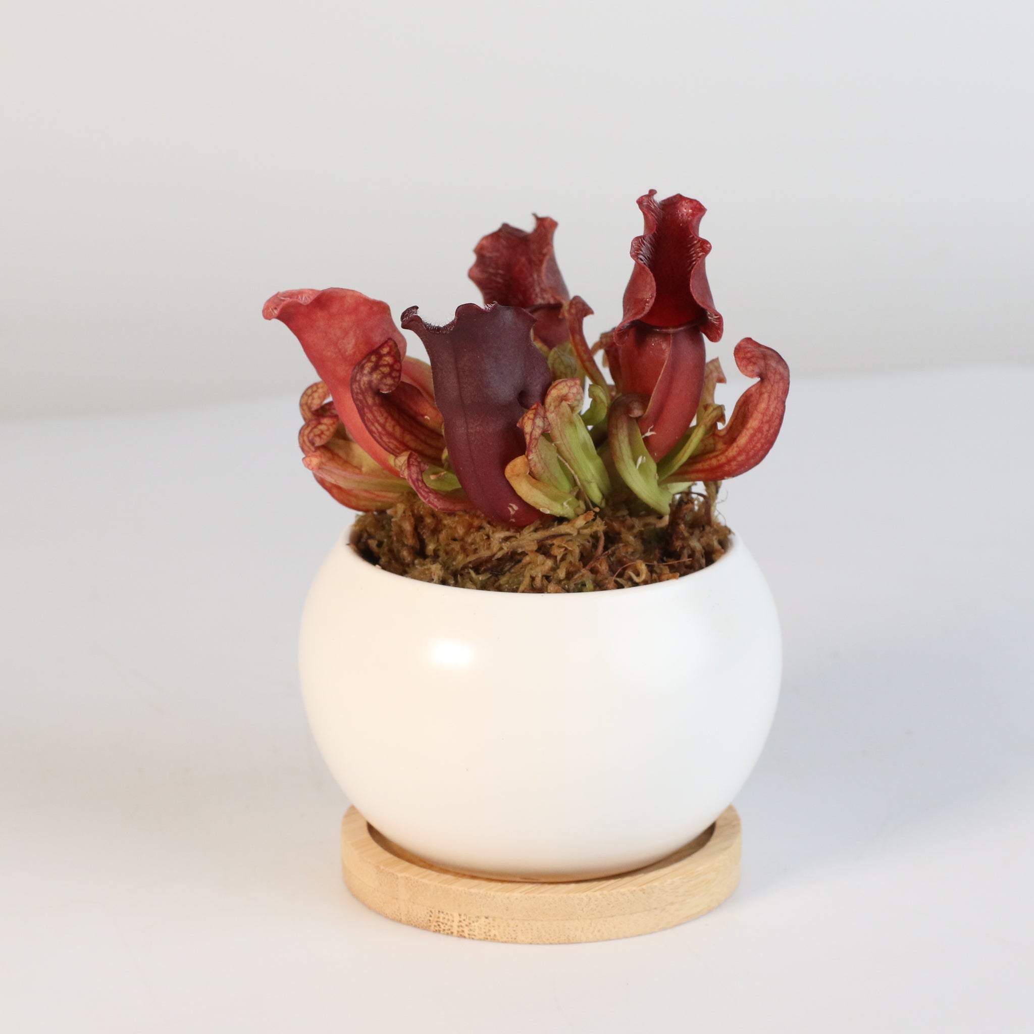 Sarracenia Purpurea ‘Venosa Red’ Trumpet Pitcher Carnivorous Plant - Cheeky Garden