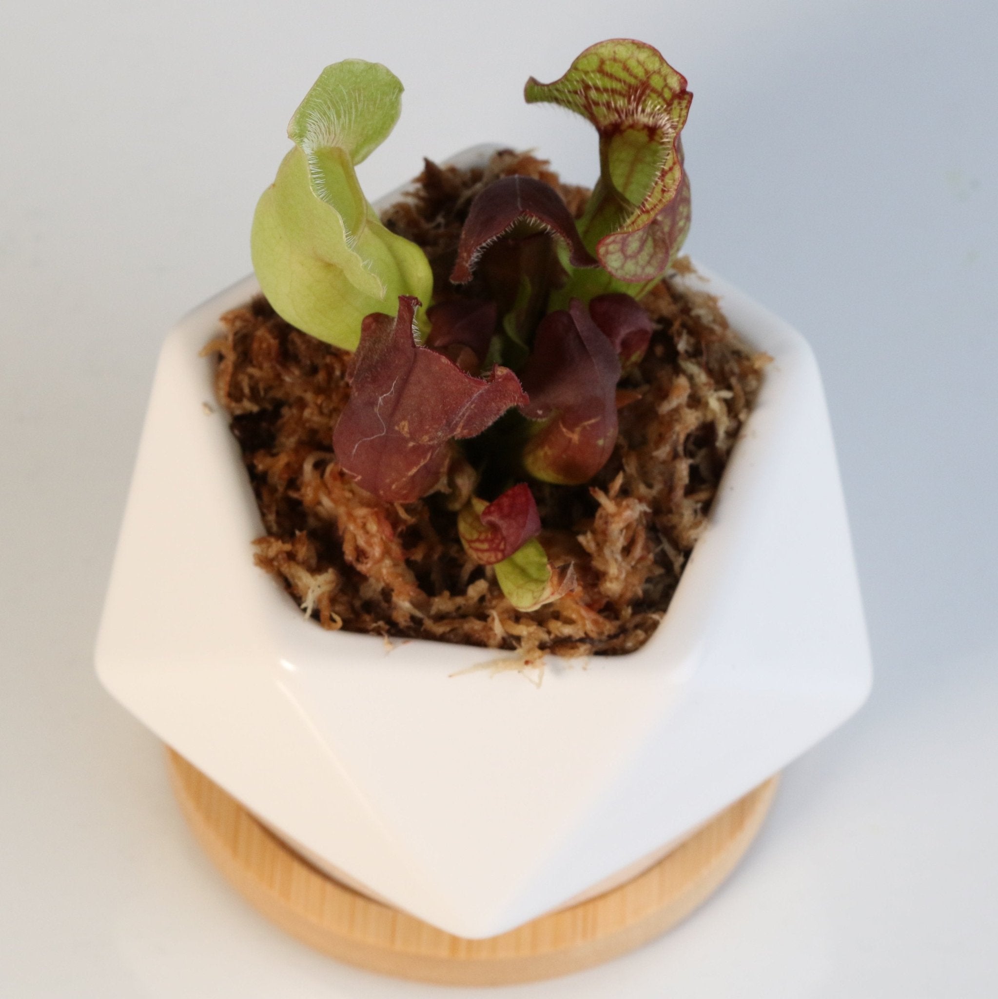 Sarracenia Purpurea ‘Venosa Red’ Trumpet Pitcher Carnivorous Plant - Cheeky Garden