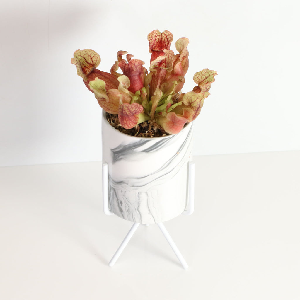 Sarracenia Purpurea ‘Venosa Red’ Trumpet Pitcher Carnivorous Plant - Cheeky Garden
