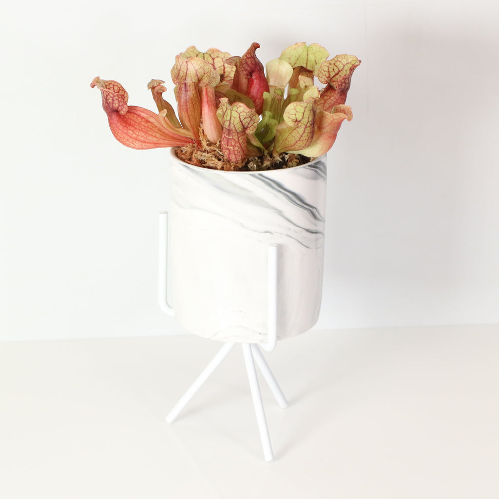 Sarracenia Purpurea ‘Venosa Red’ Trumpet Pitcher Carnivorous Plant - Cheeky Garden