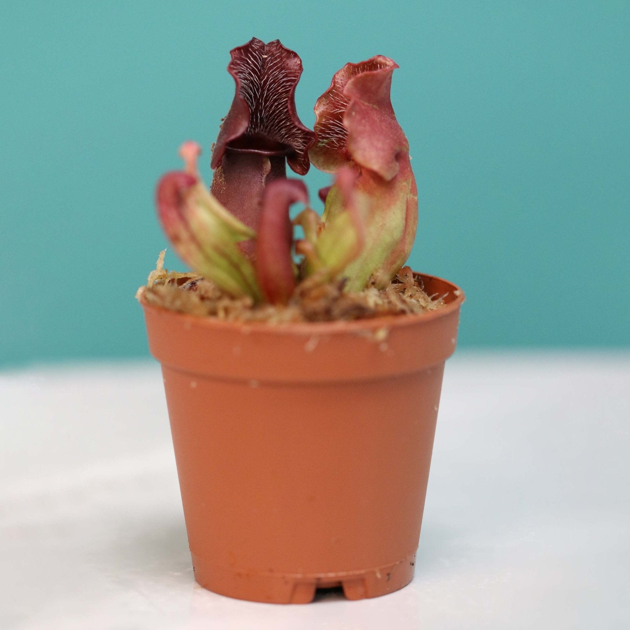 Sarracenia Purpurea ‘Venosa Red’ Trumpet Pitcher Carnivorous Plant - Cheeky Garden