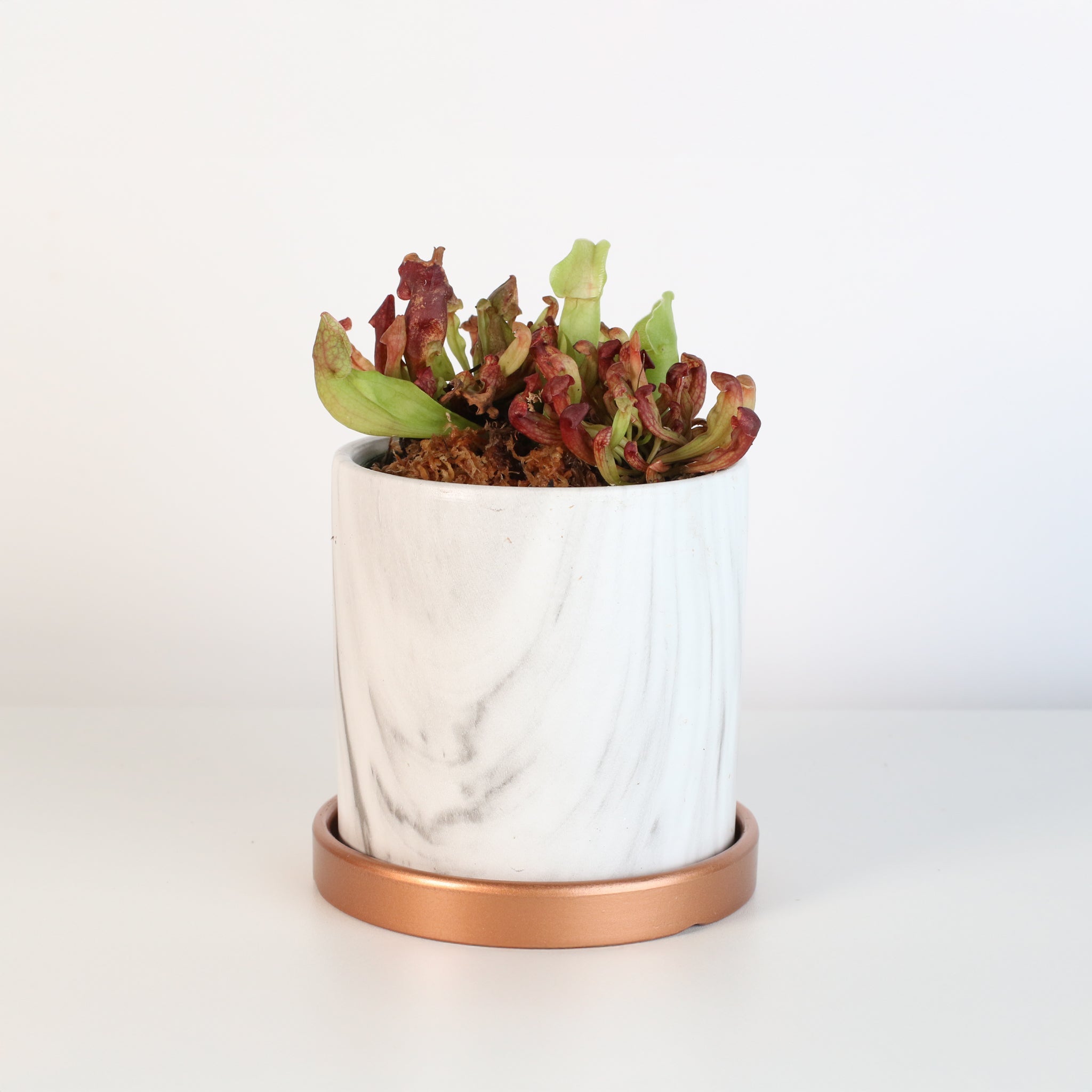 Sarracenia Purpurea ‘Venosa Red’ Trumpet Pitcher Carnivorous Plant - Cheeky Garden
