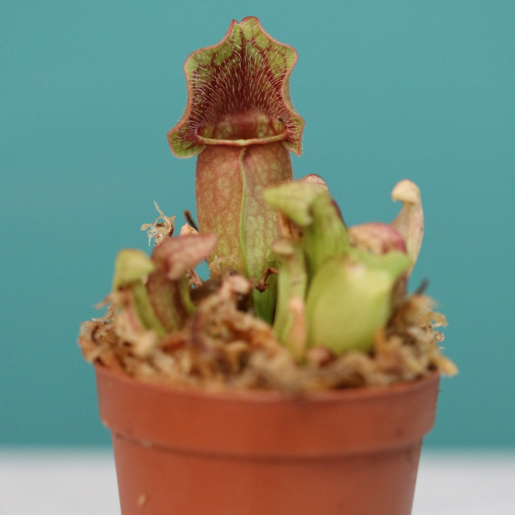 Sarracenia Purpurea ‘Venosa Red’ Trumpet Pitcher Carnivorous Plant - Cheeky Garden