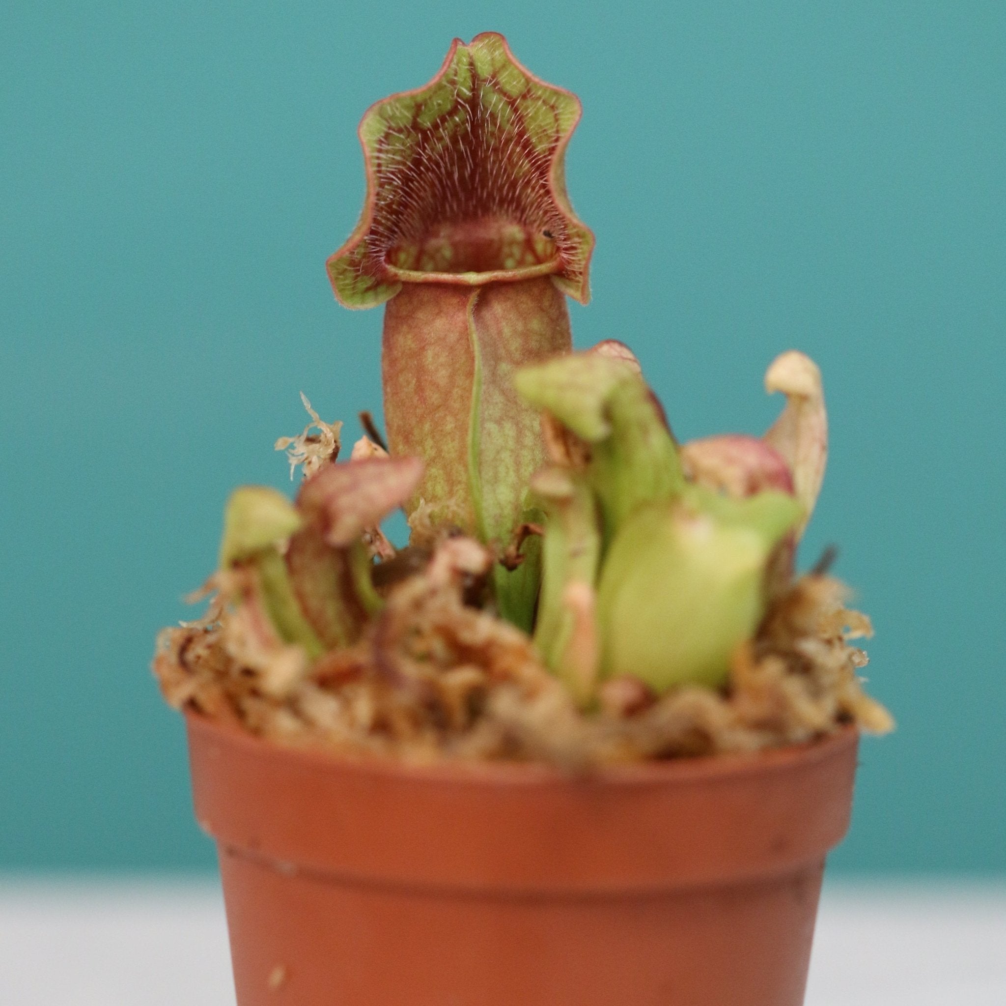 Sarracenia Purpurea ‘Venosa Red’ Trumpet Pitcher Carnivorous Plant - Cheeky Garden