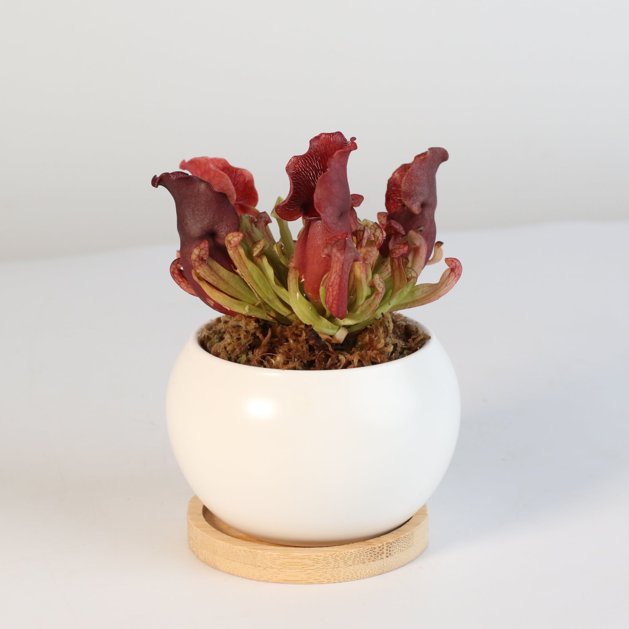 Sarracenia Purpurea ‘Venosa Red’ Trumpet Pitcher Carnivorous Plant - Cheeky Garden