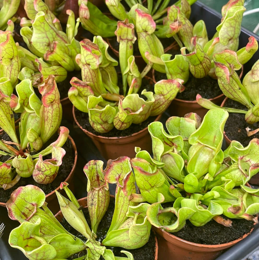 Sarracenia Purpurea ‘Venosa Red’ Trumpet Pitcher Carnivorous Plant - Cheeky Garden