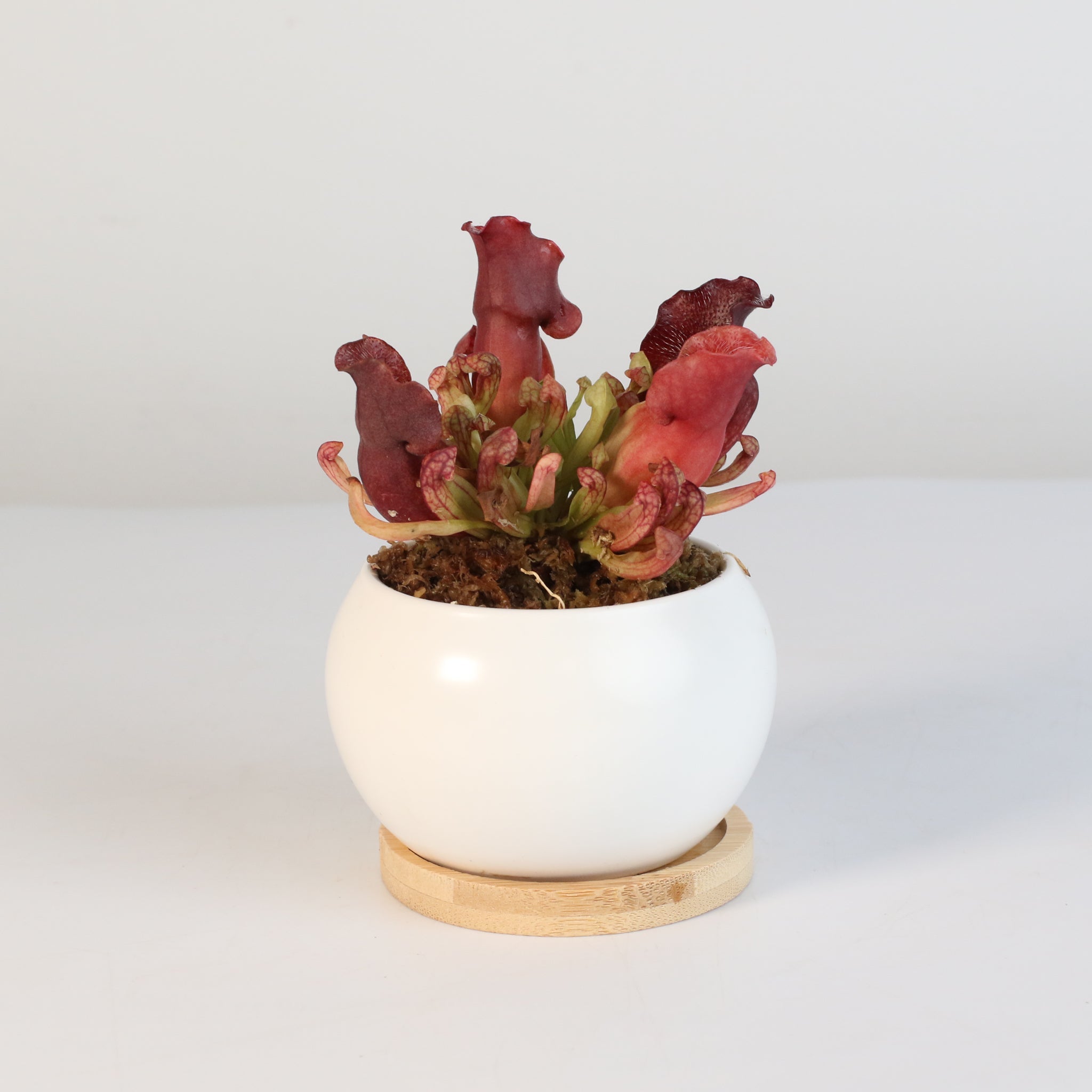 Sarracenia Purpurea ‘Venosa Red’ Trumpet Pitcher Carnivorous Plant - Cheeky Garden