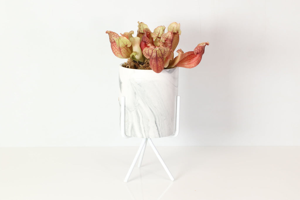Sarracenia Purpurea ‘Venosa Red’ Trumpet Pitcher Carnivorous Plant - Cheeky Garden