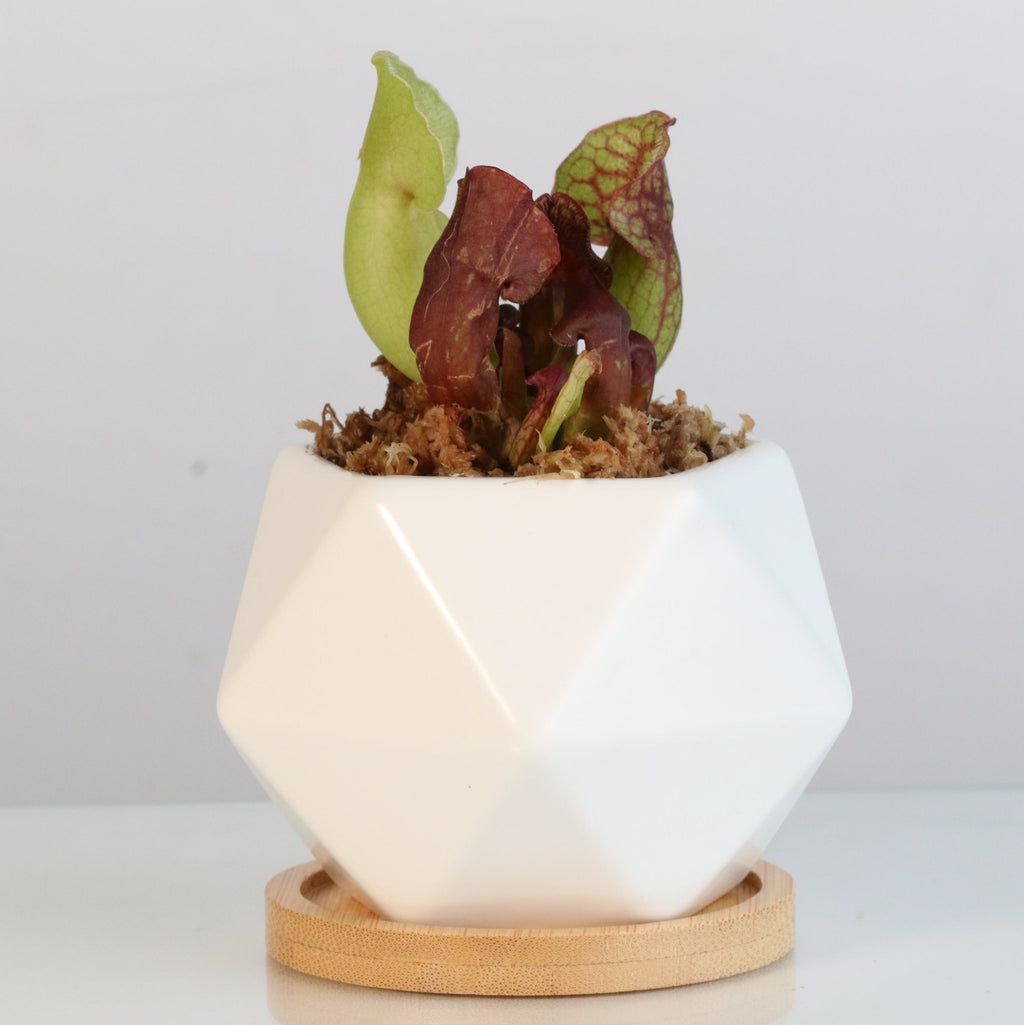 Sarracenia Purpurea ‘Venosa Red’ Trumpet Pitcher Carnivorous Plant - Cheeky Garden