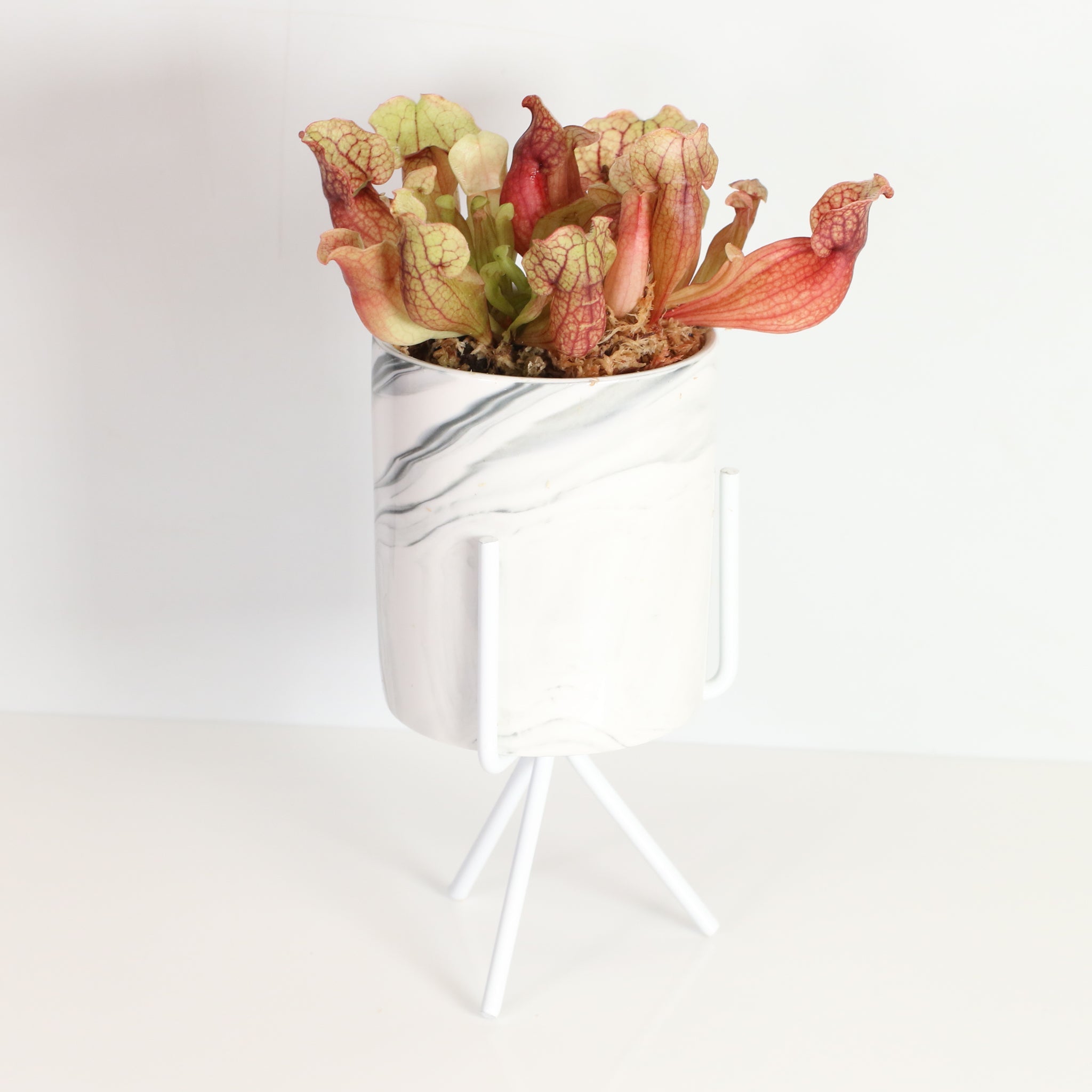 Sarracenia Purpurea ‘Venosa Red’ Trumpet Pitcher Carnivorous Plant - Cheeky Garden