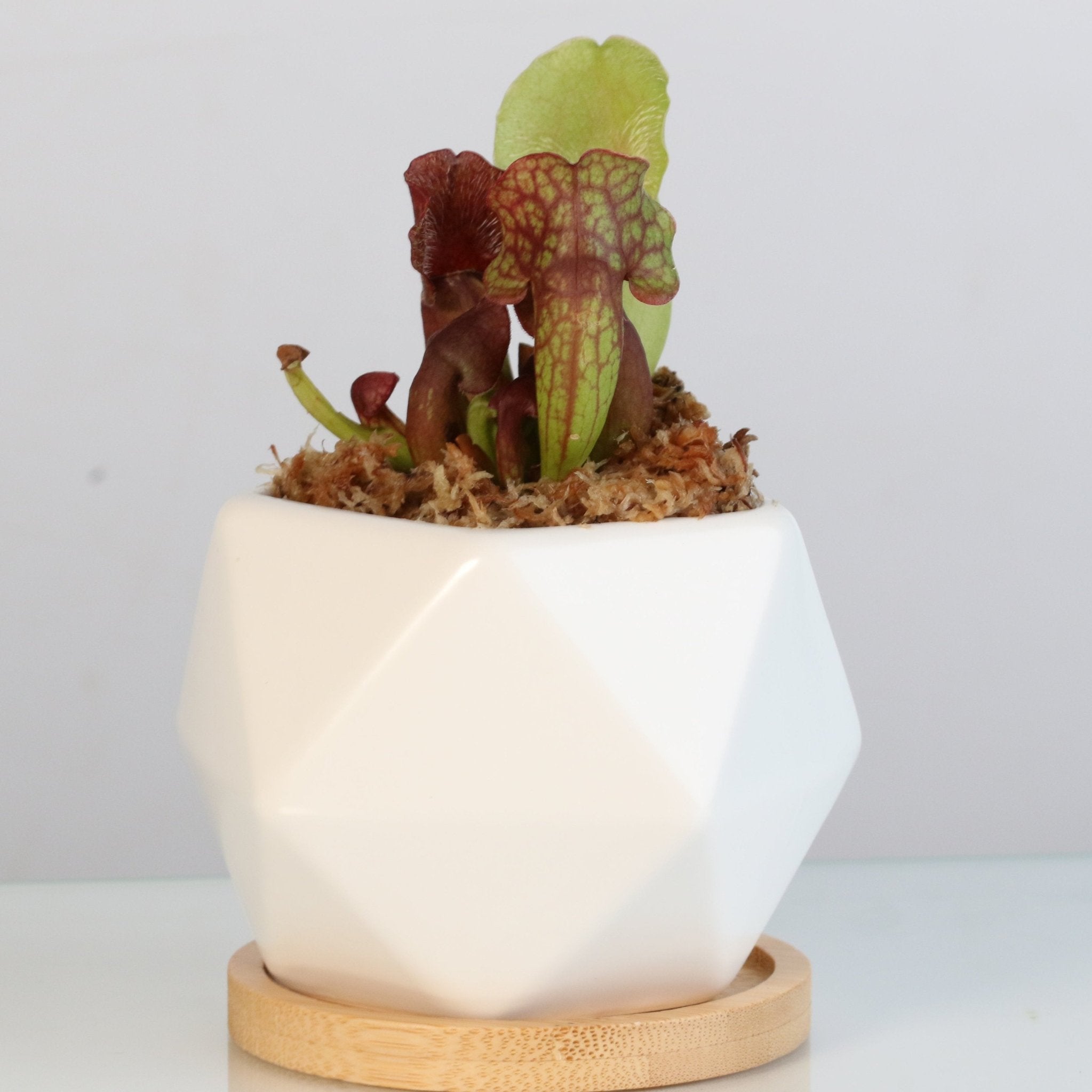 Sarracenia Purpurea ‘Venosa Red’ Trumpet Pitcher Carnivorous Plant - Cheeky Garden