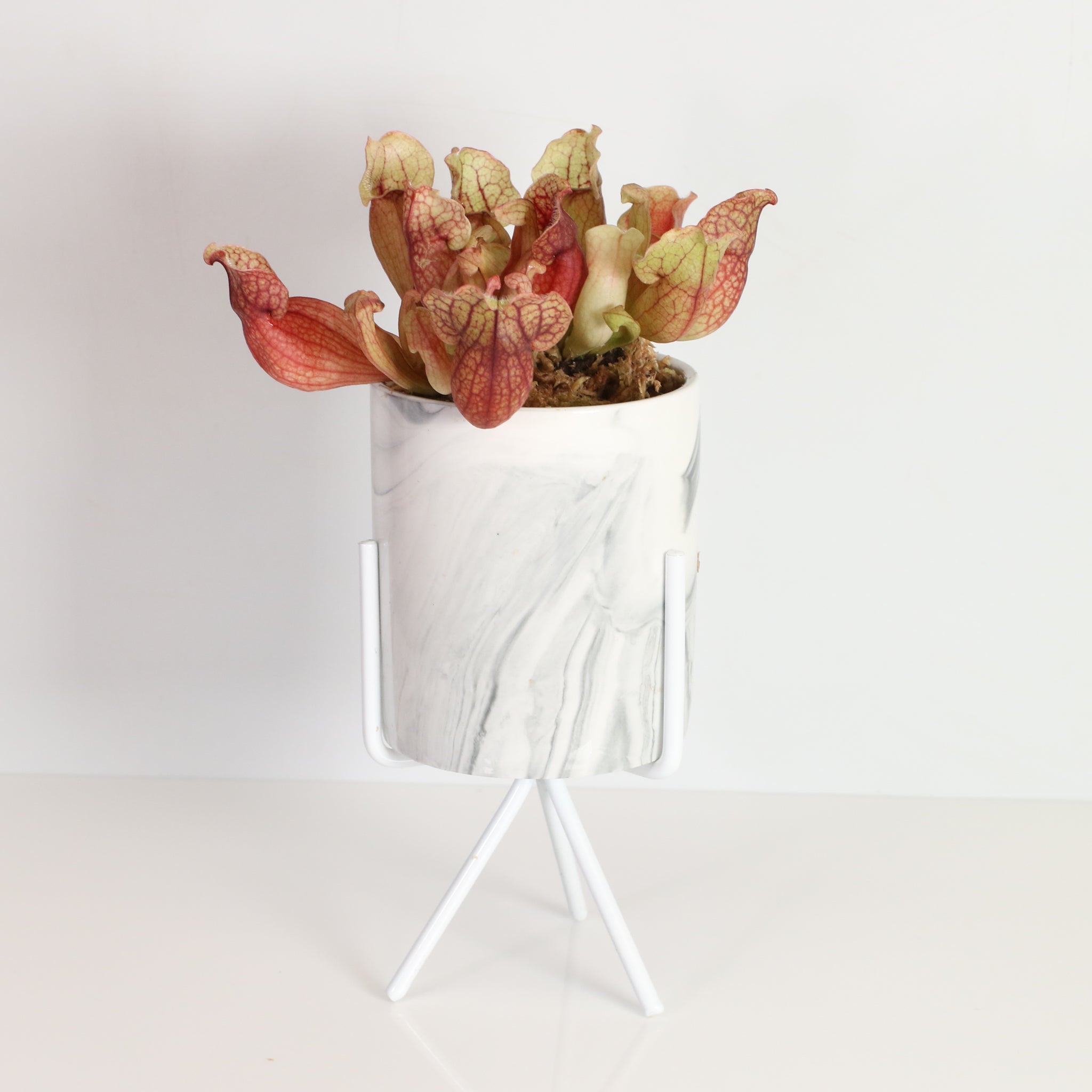 Sarracenia Purpurea ‘Venosa Red’ Trumpet Pitcher Carnivorous Plant - Cheeky Garden