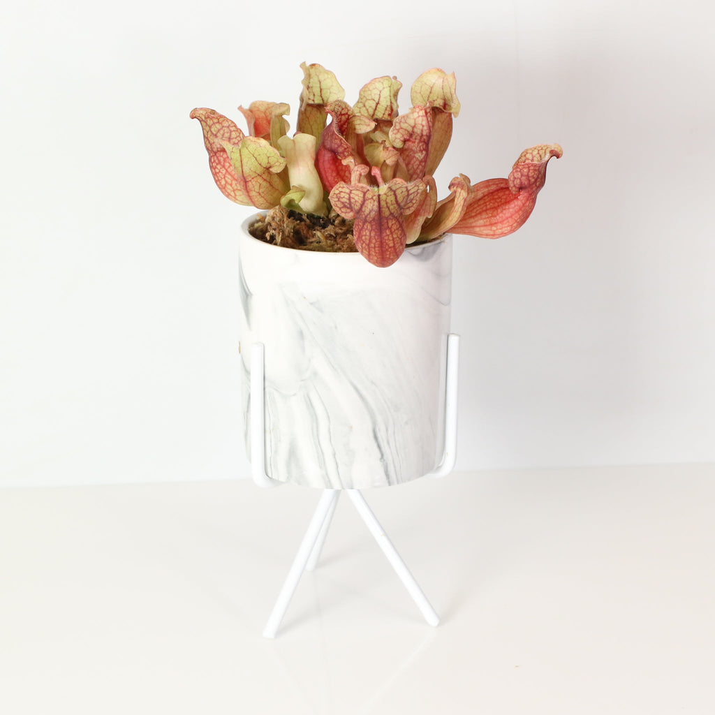 Sarracenia Purpurea ‘Venosa Red’ Trumpet Pitcher Carnivorous Plant - Cheeky Garden
