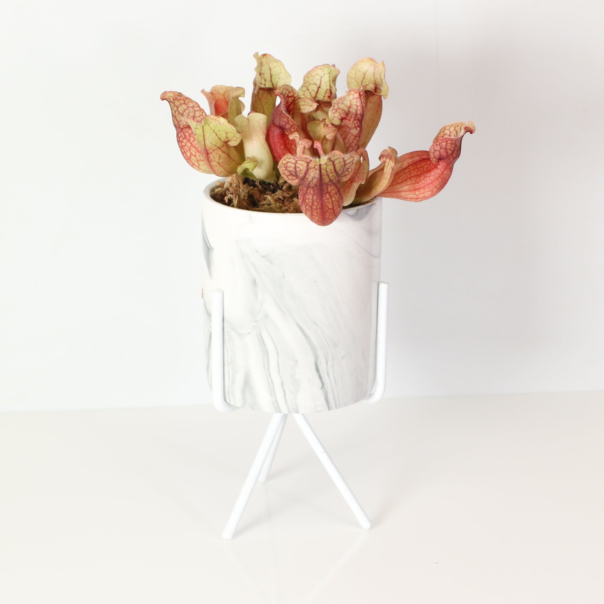Sarracenia Purpurea ‘Venosa Red’ Trumpet Pitcher Carnivorous Plant - Cheeky Garden