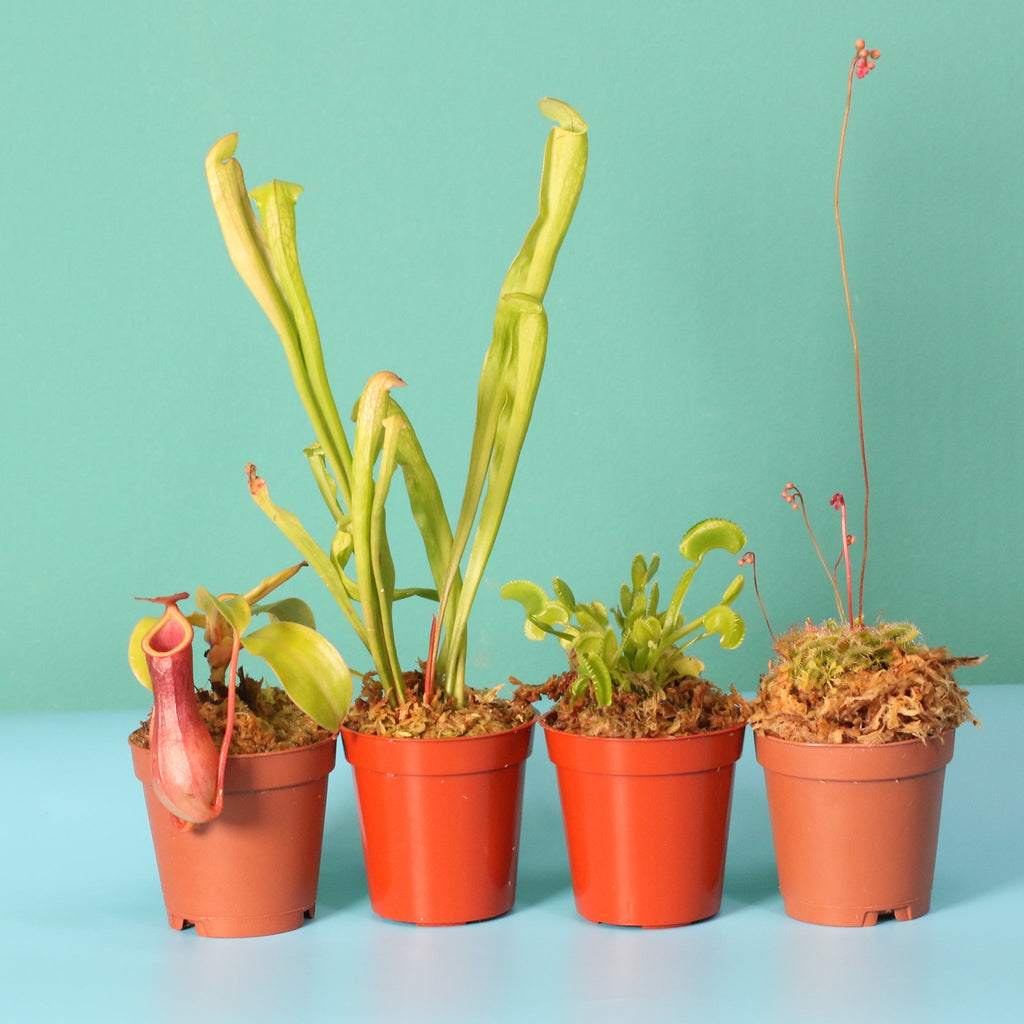 Savage Quad Carnivorous Plant Bundle - Cheeky Garden