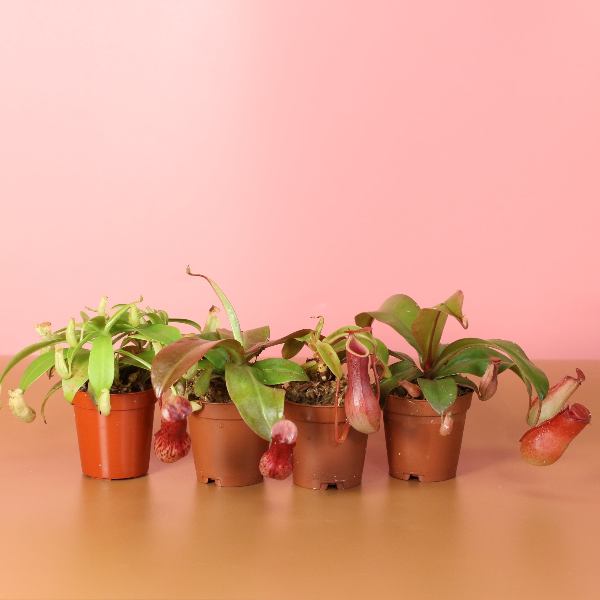 Savage Quad Carnivorous Plant Bundle - Cheeky Garden