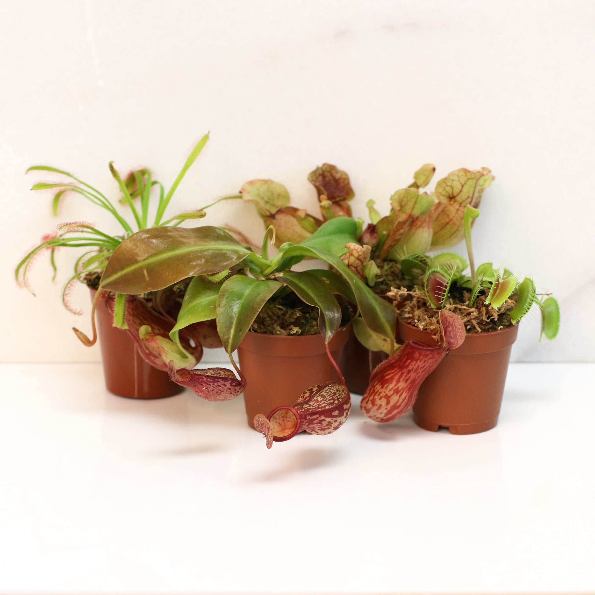 Savage Quad Carnivorous Plant Bundle - Cheeky Garden