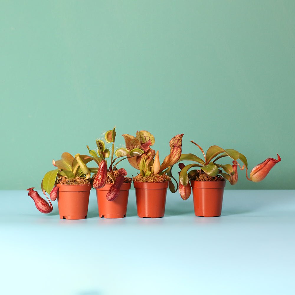 Savage Quad Carnivorous Plant Bundle - Cheeky Garden