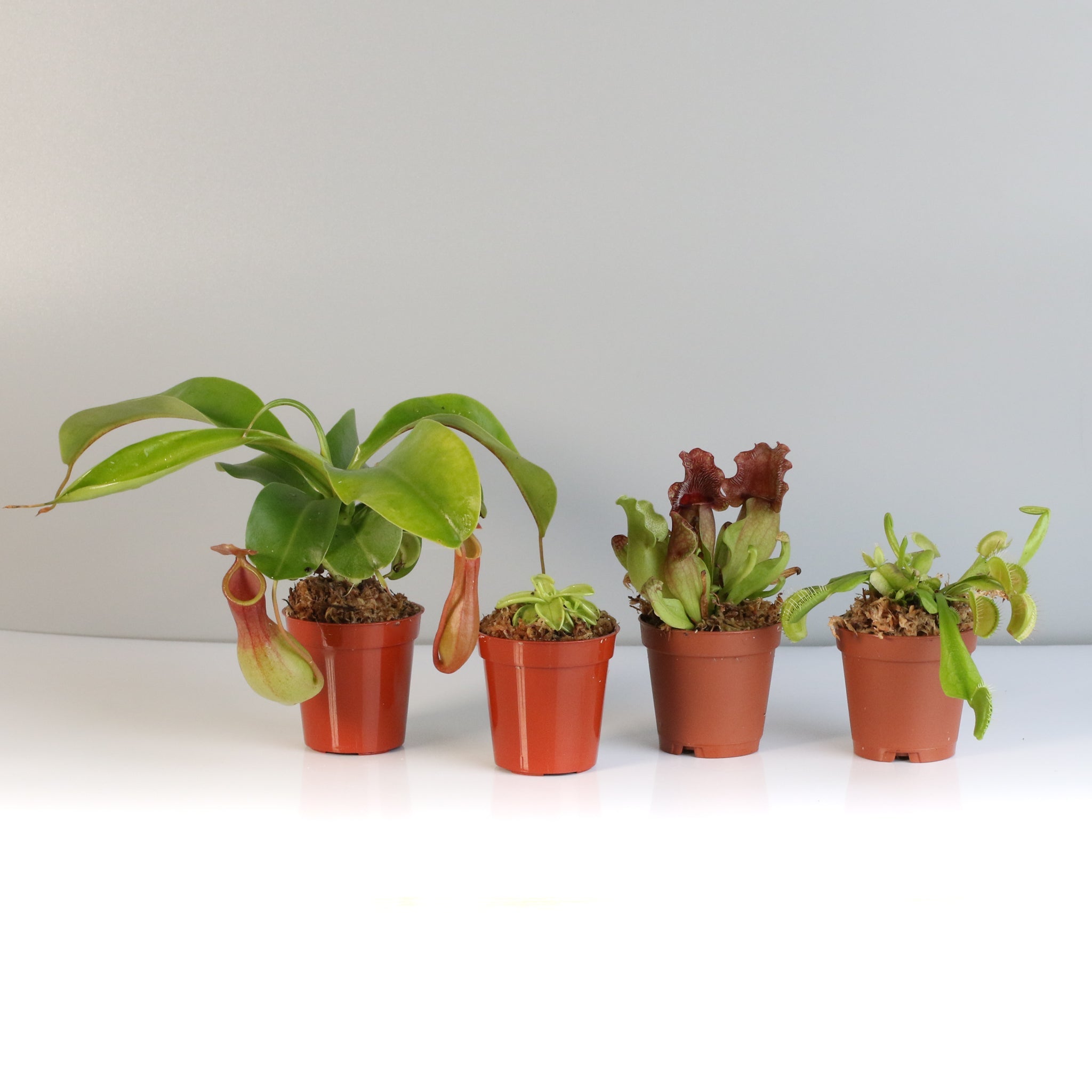 Savage Quad Carnivorous Plant Bundle - Cheeky Garden