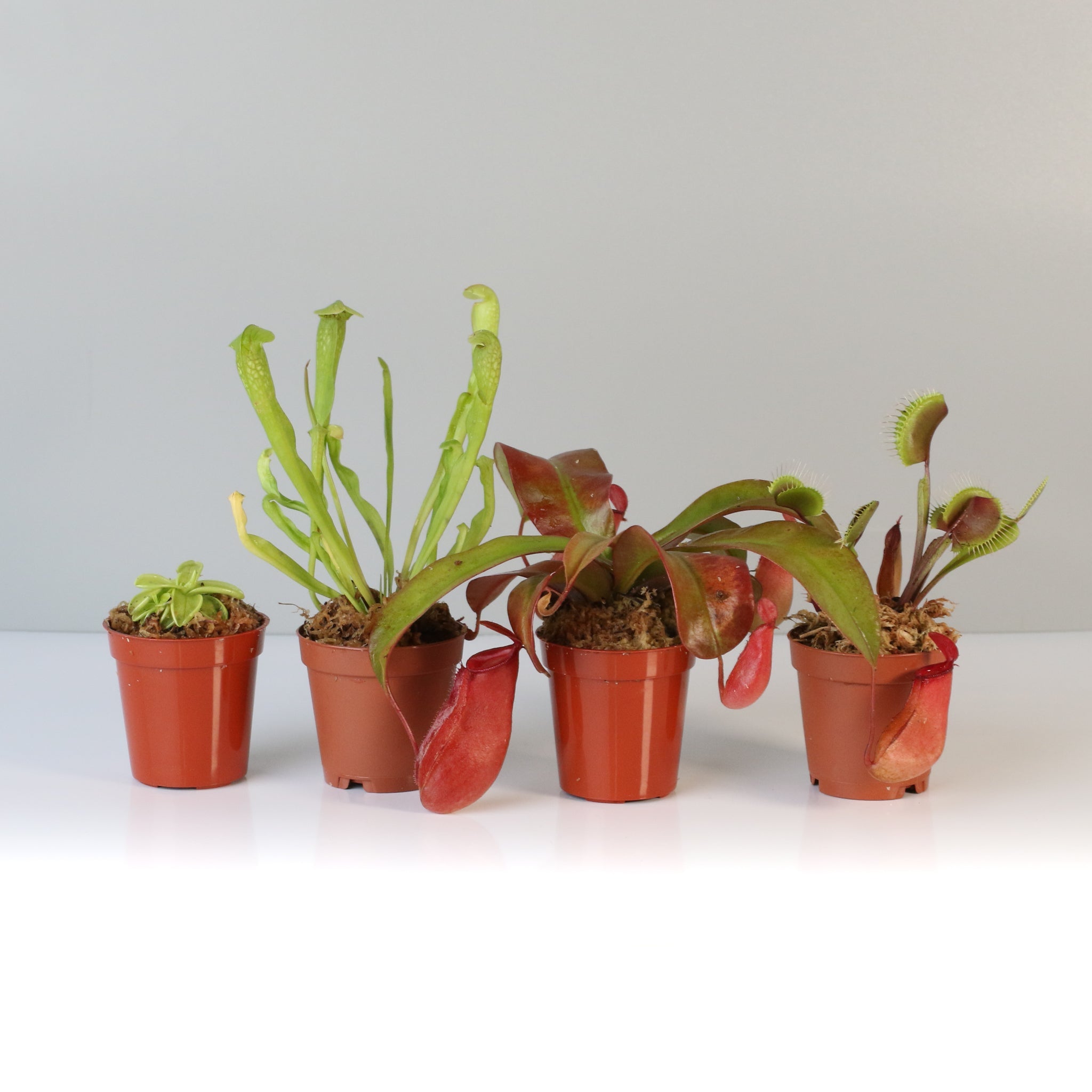 Savage Quad Carnivorous Plant Bundle - Cheeky Garden