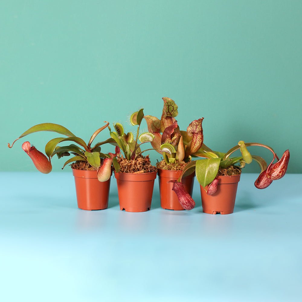Savage Quad Carnivorous Plant Bundle - Cheeky Garden