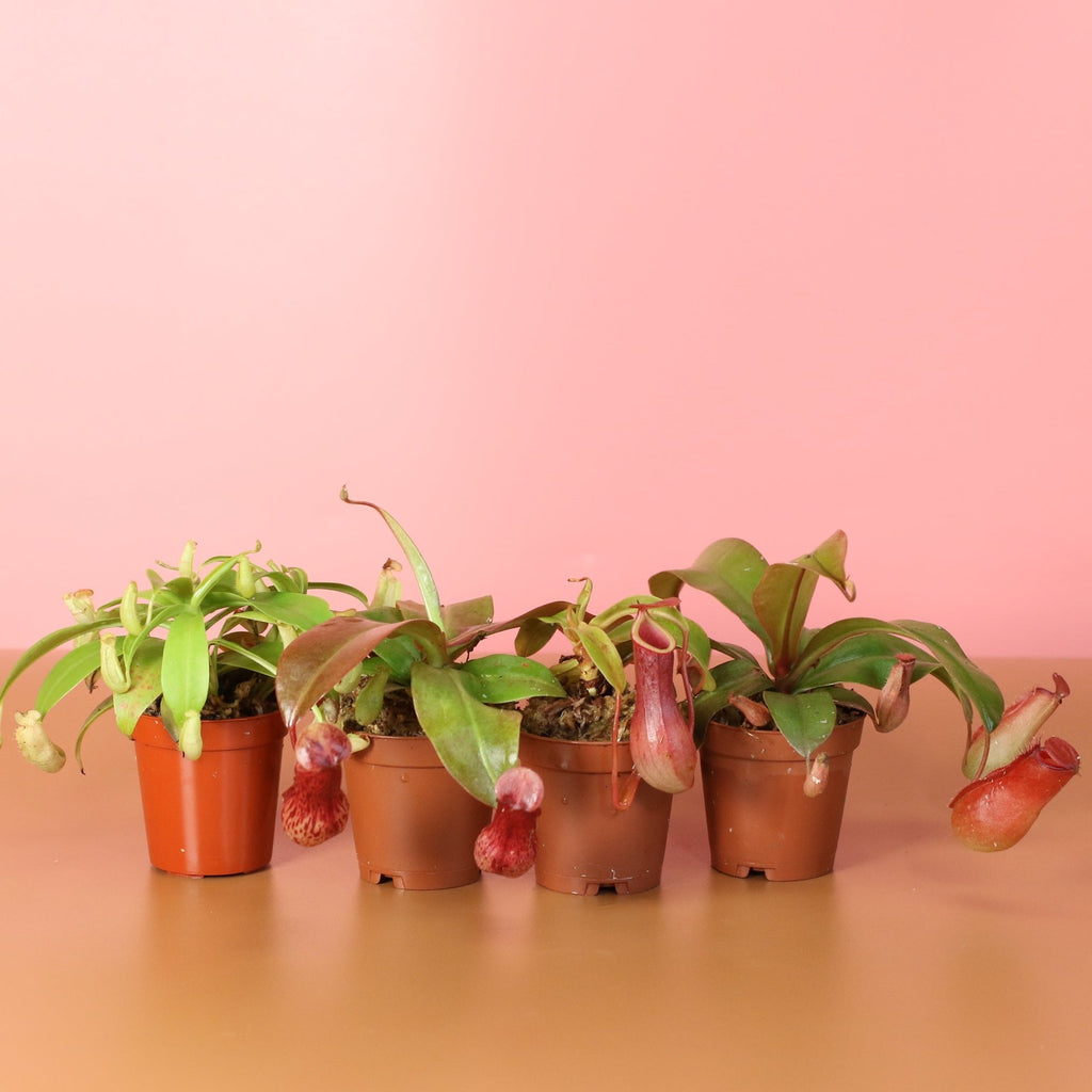 Savage Quad Carnivorous Plant Bundle - Cheeky Garden